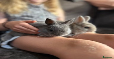 Netherland Dwarf rabbits - Advert 4
