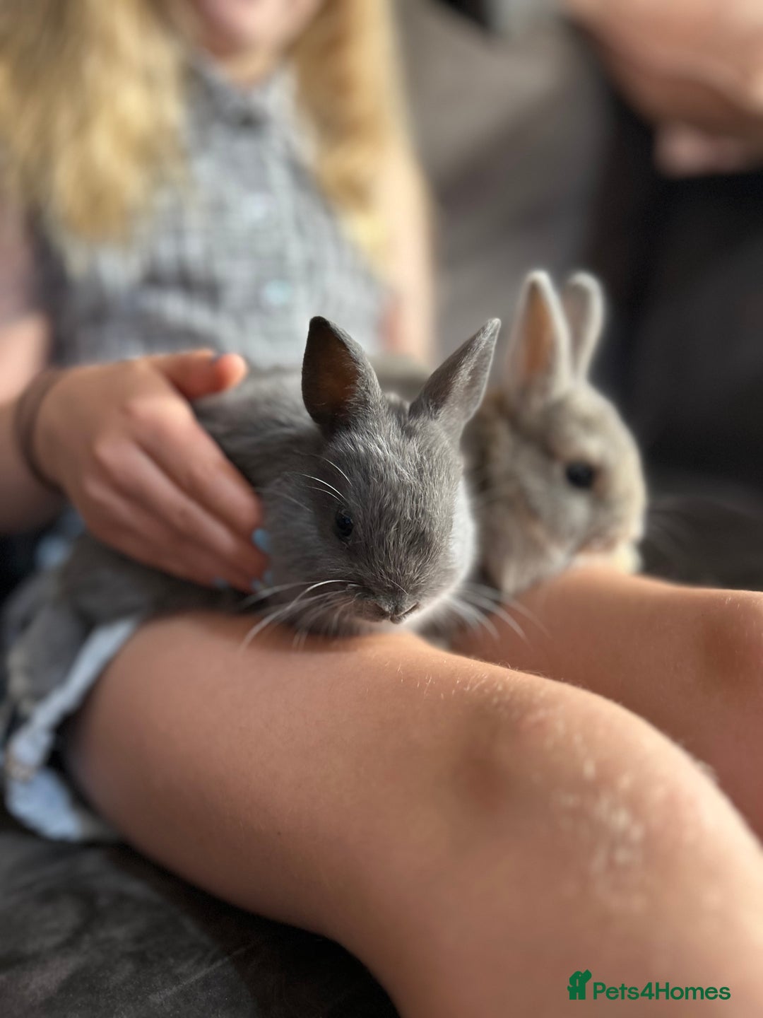 Netherland Dwarf rabbits for sale: Vaccinated Netherland Dwarf Rabbits - Image 2