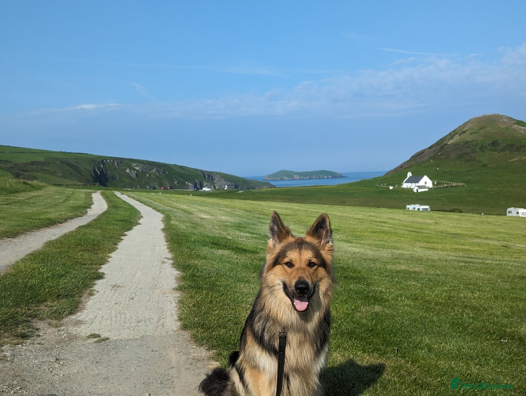 German Shepherd dogs for stud: Khan Running Waters (aka Idris) in Llandysul - Image 2