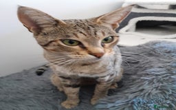 Savannah cats for sale: Beautiful F3 Pedigree Savannah Lady TICA Reg - Image 3