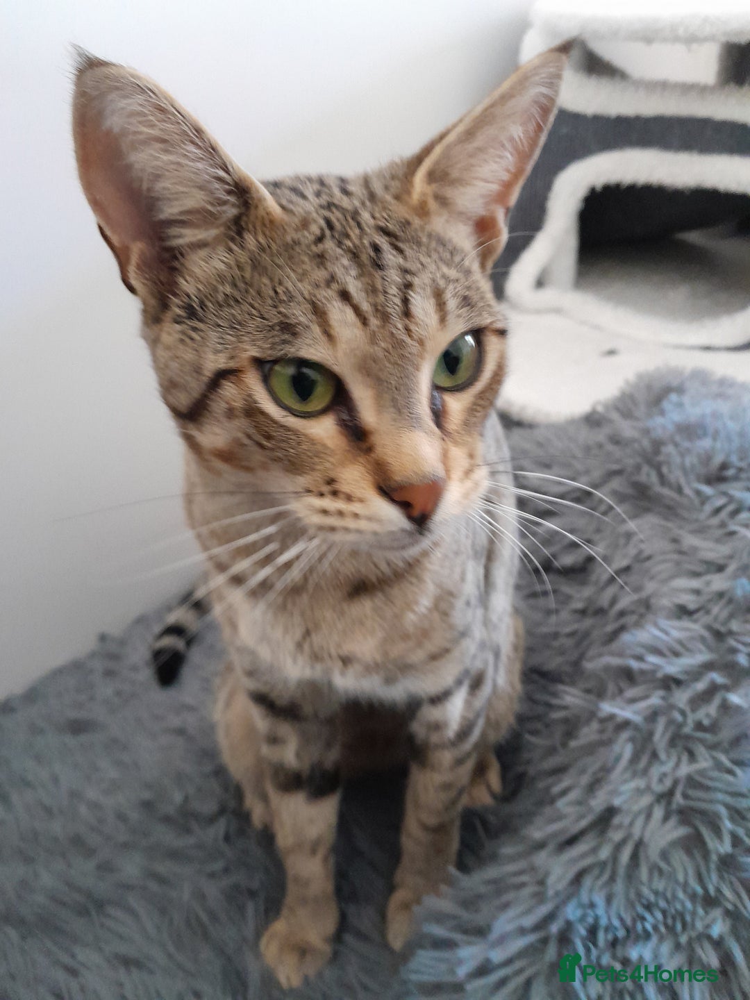 Savannah cats for sale: Beautiful F3 Pedigree Savannah Lady TICA Reg - Image 3