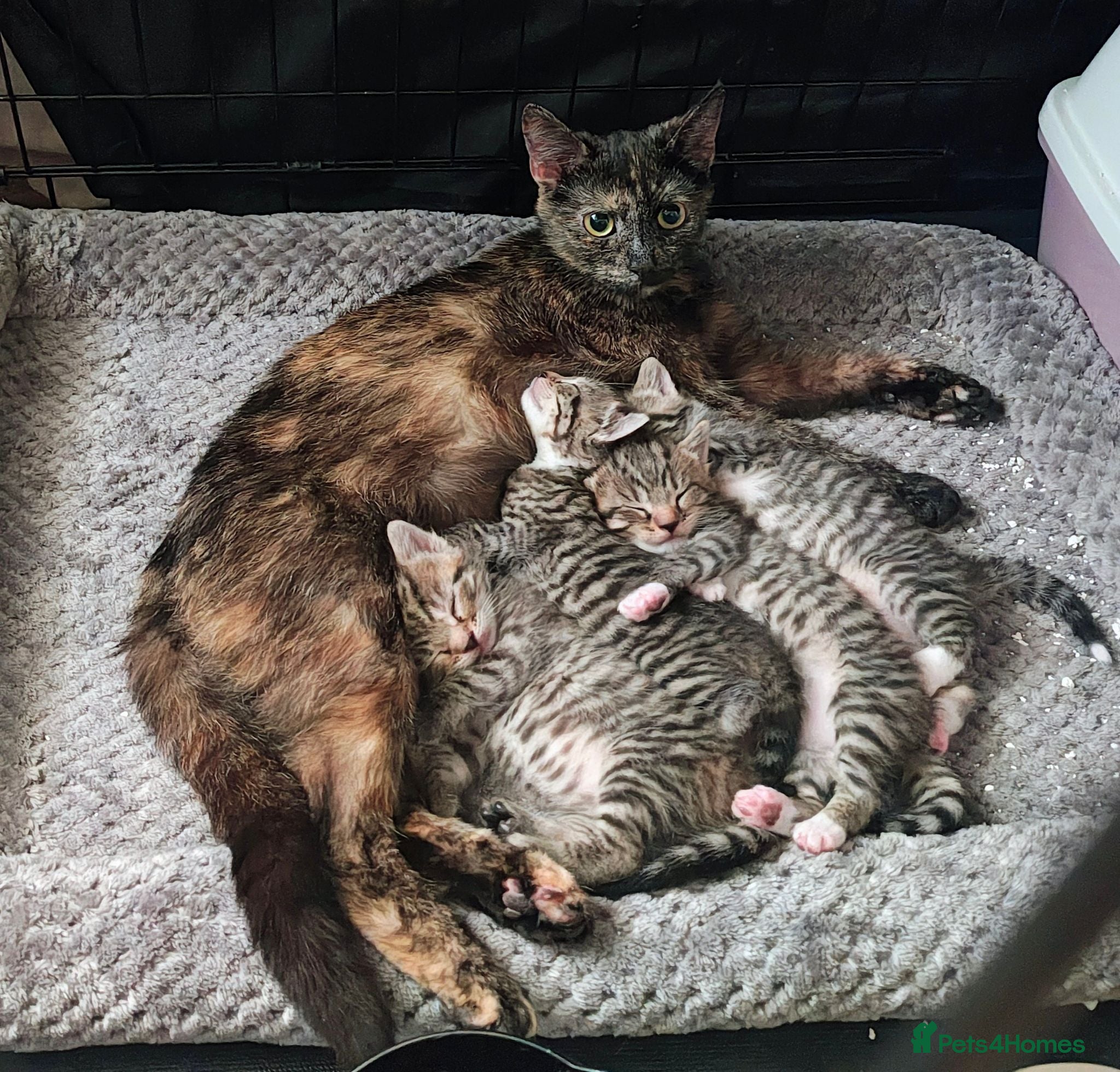 Mixed Breed cats Tabby torty cross - Advert 1