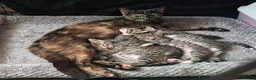 Mixed Breed cats for sale: Tabby torty cross in Derby - Advert 1