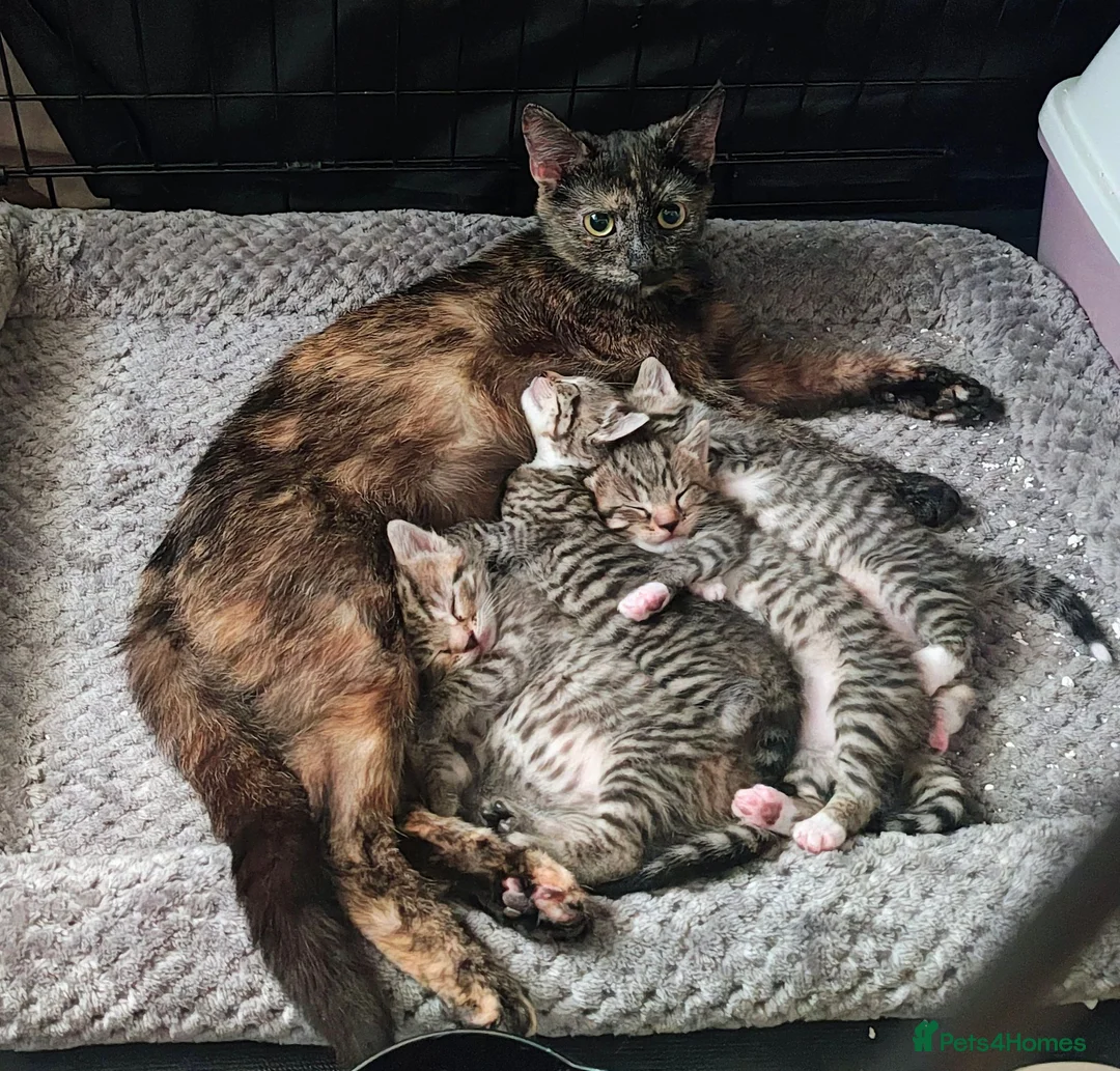 Mixed Breed cats for sale: Tabby torty cross in Derby - Advert 1