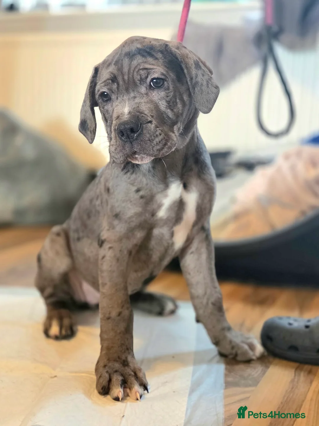 Cane Corso dogs for sale: Stunning silver blue merle female - Advert 5