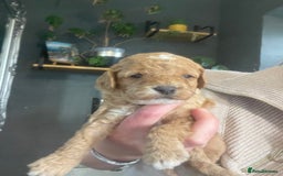 Cavapoo dogs for sale: F1b cavapoos  - Image 1