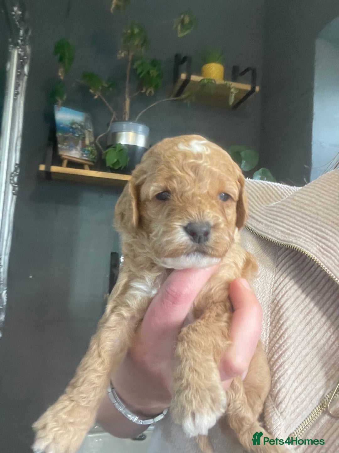 Cavapoo dogs for sale: F1b cavapoos  - Image 1