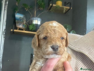 Cavapoo dogs - Advert 20