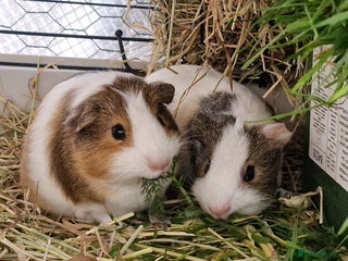 Guinea Pig rodents 3 Baby Male Guinea pigs, Ip3 - Advert 4