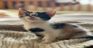 Mixed Breed cats - Advert 8