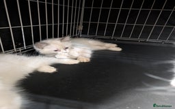 Ragdoll cats for sale: Ragdoll kittens - Image 4