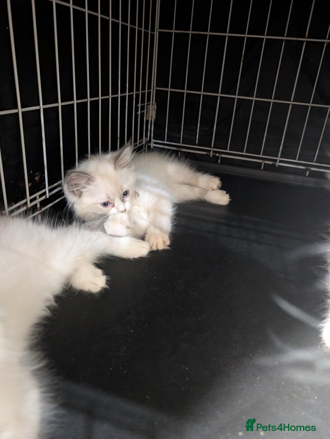 Ragdoll cats for sale: Ragdoll kittens - Image 4