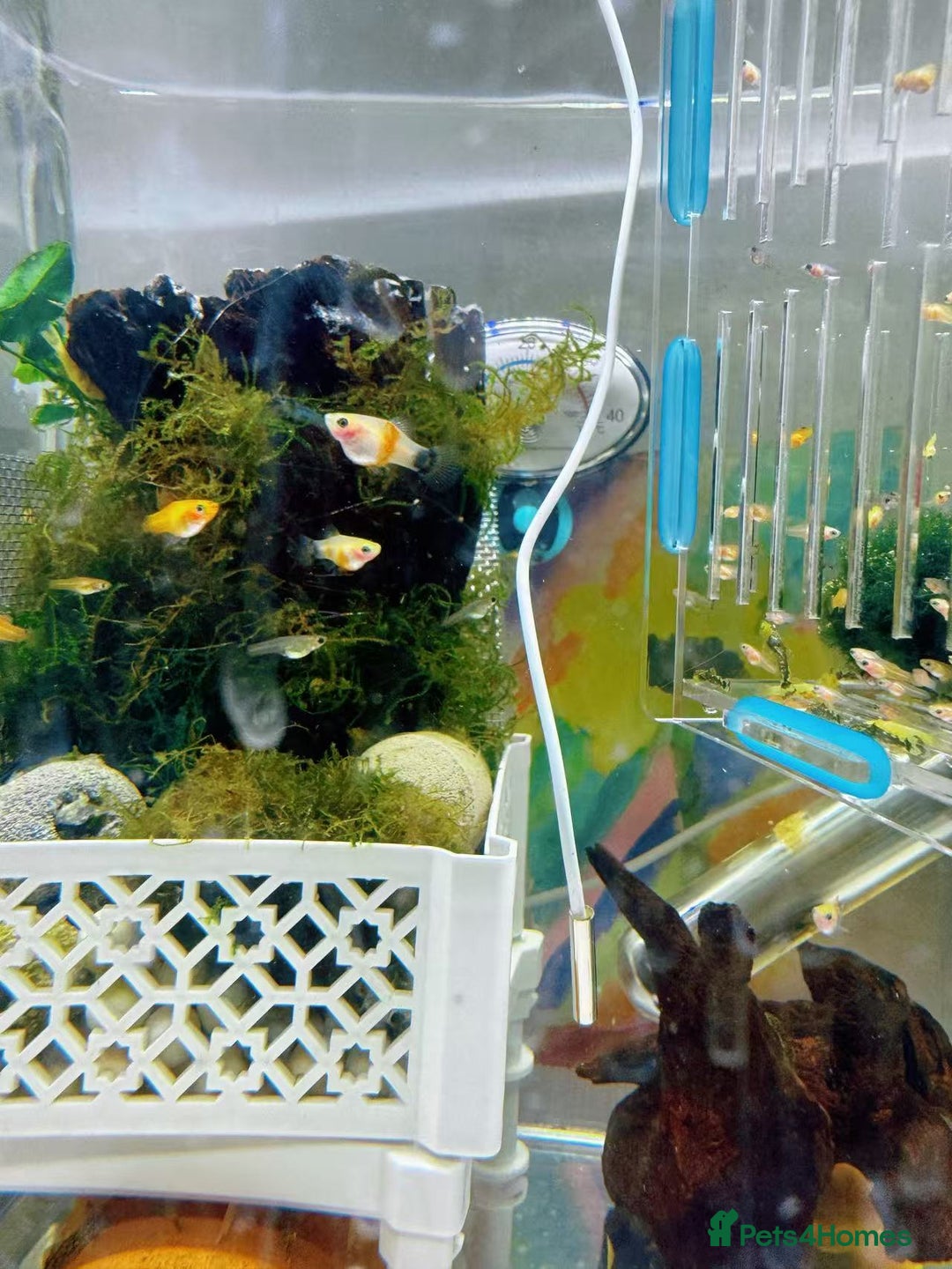 Plecos fish for sale: Beautiful small Platy, Guppy &Pleco – Hobby Tank - Advert 11