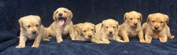 Labrador Retriever dogs for sale: Fetch labrador puppies - Advert 8