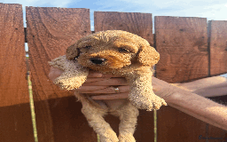 Cockapoo dogs for sale: Stunning F1B Cockapoo puppies - Image 7