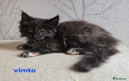 Maine Coon cats for sale: Maine Coon Kittens Tortie/Torbie Russian lines - Image 20