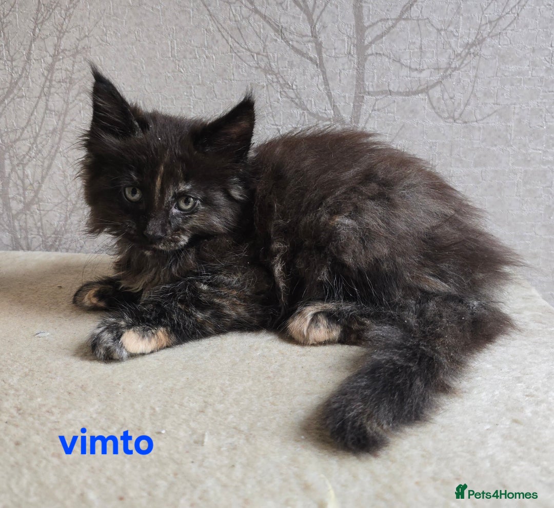 Maine Coon cats for sale: Maine Coon Kittens Tortie/Torbie Russian lines - Image 20