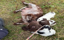 Cocker Spaniel dogs for sale: Extensively Health Tested KC Registered Girl - Image 13