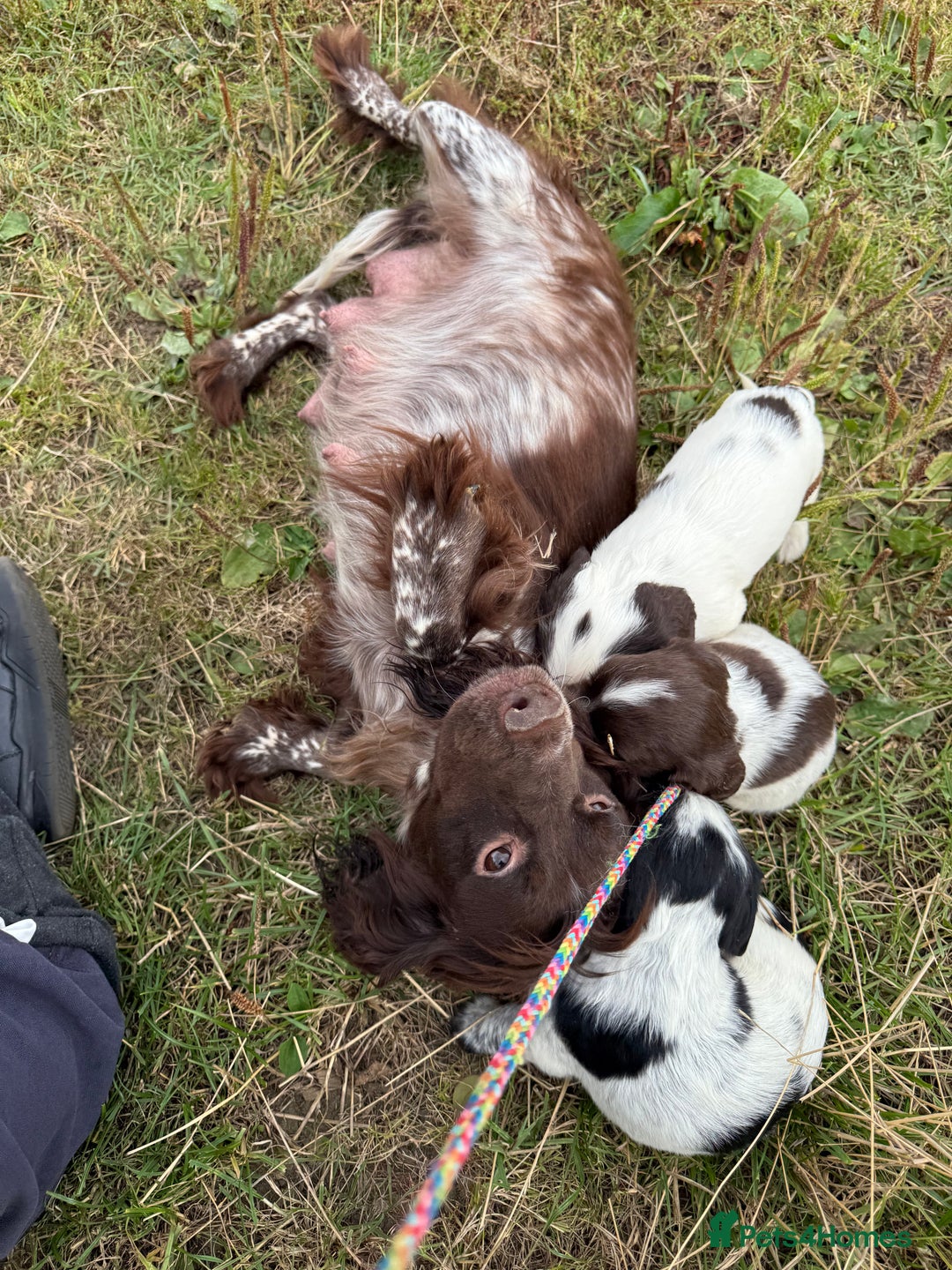 Cocker Spaniel dogs for sale: Extensively Health Tested KC Registered Girl - Image 13
