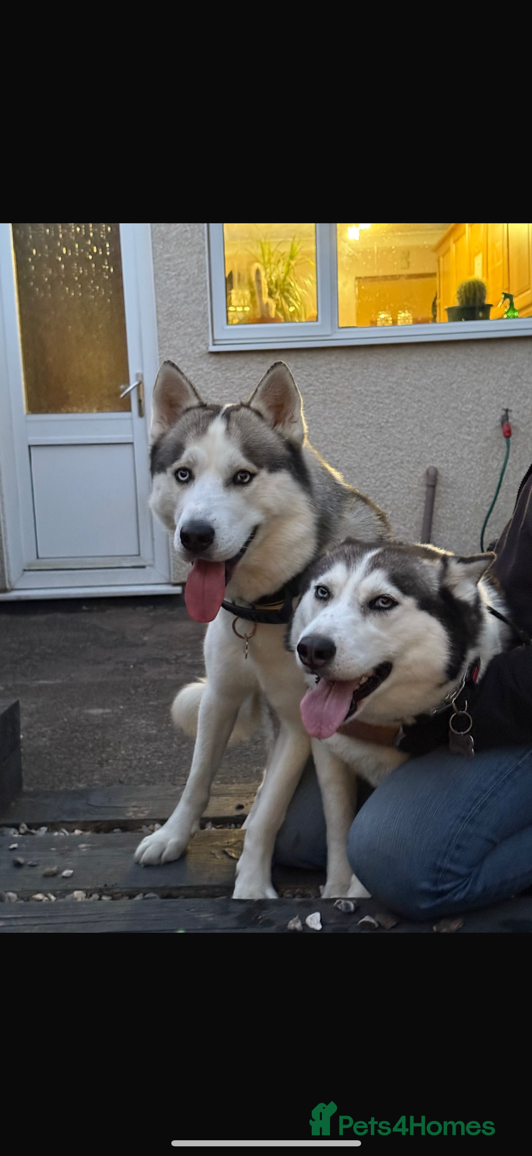 Siberian Husky dogs for sale: Beautiful Siberian Husky Puppies Ready to Reserve - Advert 3