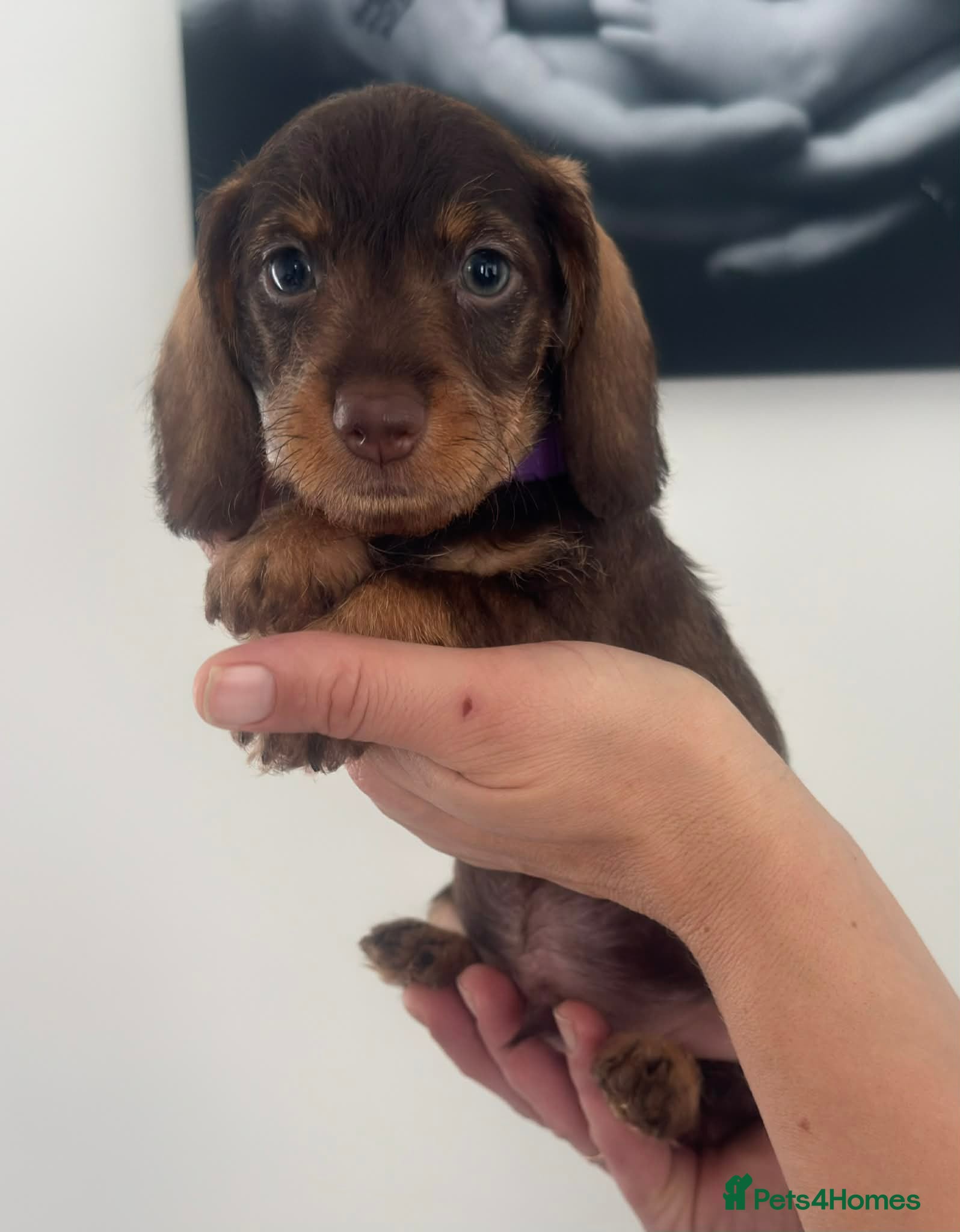 Miniature Dachshund dogs Wire haired puppies! Boys and girls - Advert 17