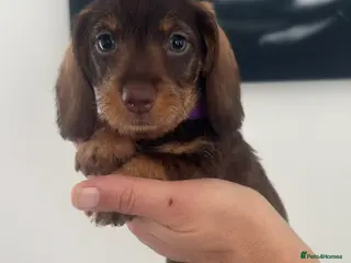 Miniature Dachshund dogs Wire haired puppies! Boys and girls - Advert 17
