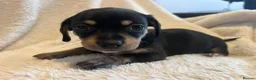 Chihuahua dogs for sale: Chihuahua X Miniature Dashund - Advert 22