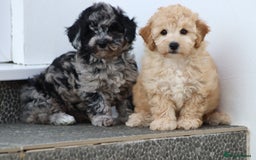 Poochon dogs for sale: F1 Poochon puppies For Sale  - Image 4