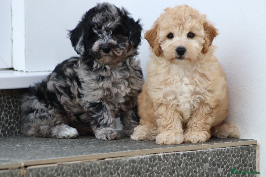 Poochon dogs for sale: F1 Poochon puppies For Sale  - Image 4