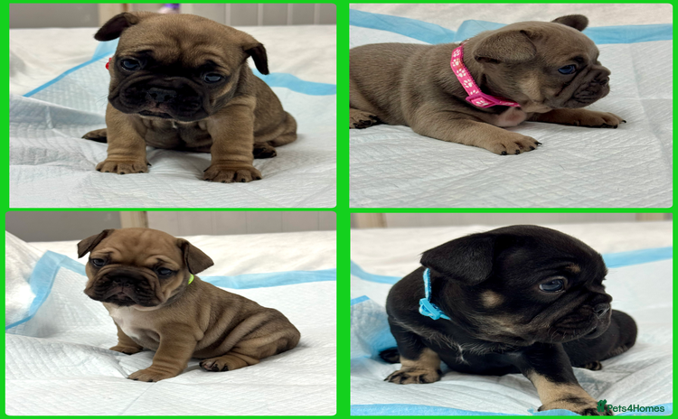 French Bulldog dogs - Advert 16
