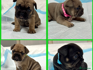 French Bulldog dogs - Advert 28