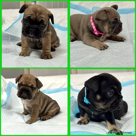 French Bulldog dogs - Advert 4