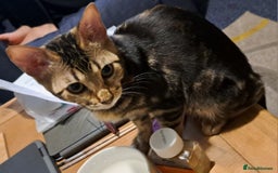 Bengal cats for sale: Pure Female Bengal Kitten £250 - Image 16