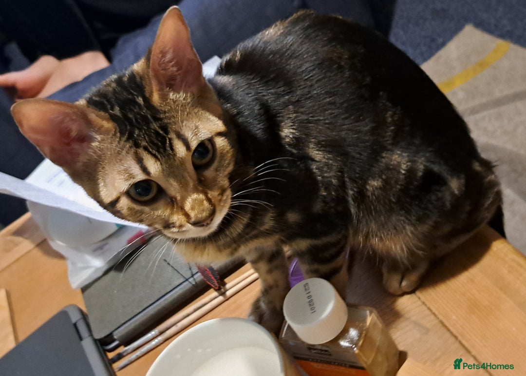 Bengal cats for sale: Pure Female Bengal Kitten £250 - Image 16