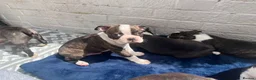 Boston Terrier dogs for sale: Brindle Boston terrier KC puppies  - Advert 13