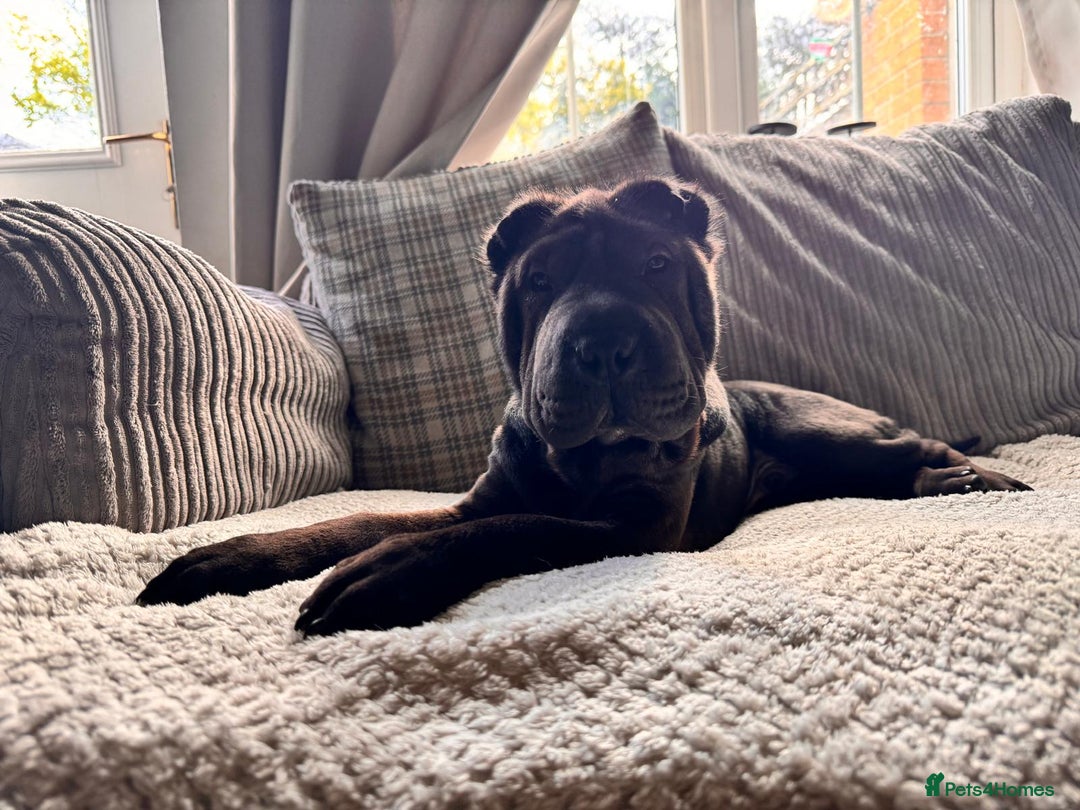Shar Pei dogs for sale: Shar pei puppie  - Image 11