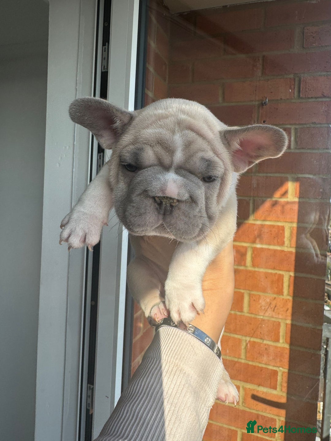 French Bulldog dogs for sale: Stunning ** French bulldogs  - Image 5