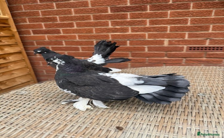 Pigeons birds - Advert 2