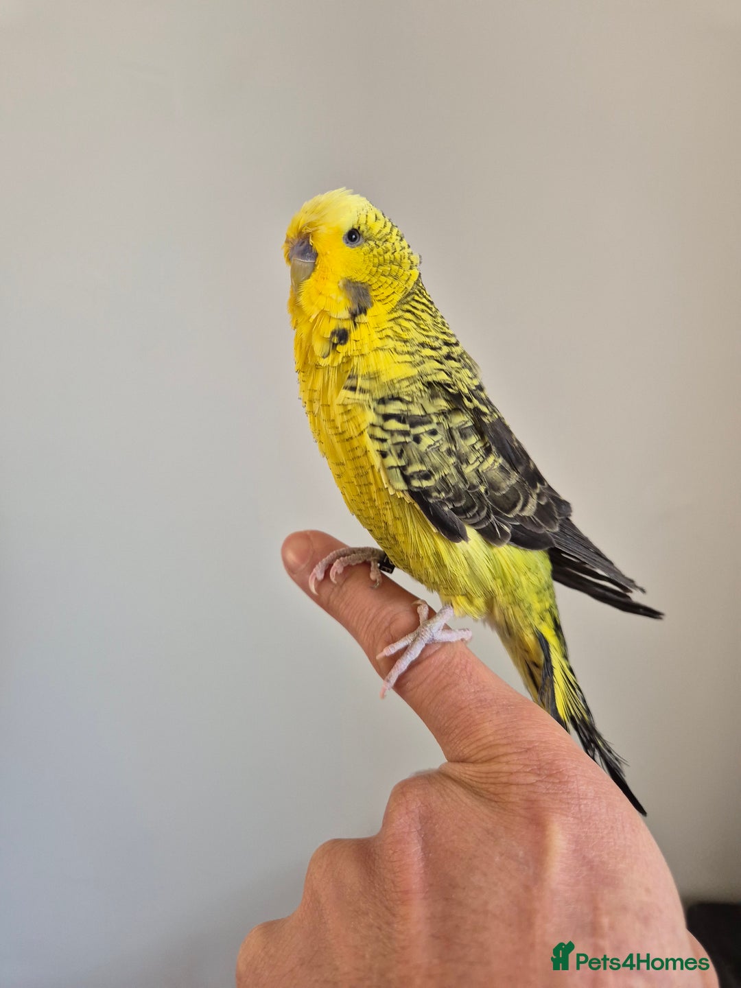 Budgerigars birds for sale: Tamed Rare budgie - Advert 1