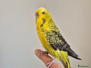 Budgerigars birds Tamed Rare budgie - Advert 1