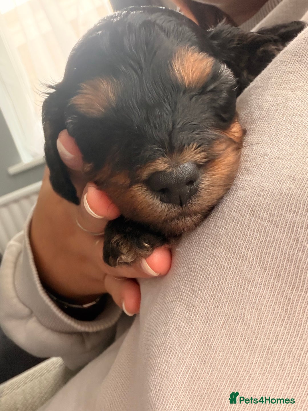 Cockapoo dogs for sale: 11week old cockapoo (black and tan)  - Advert 6