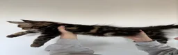 Maine Coon cats for sale: 3 Beautiful Russian import kittens TICA  - Advert 7