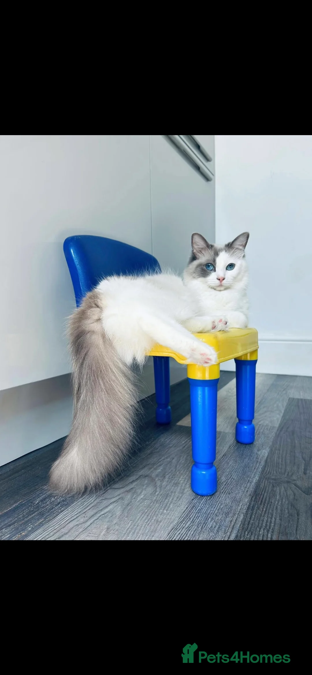 Ragdoll cats for sale: Female Ragdoll Cat - 2 years - Advert 2