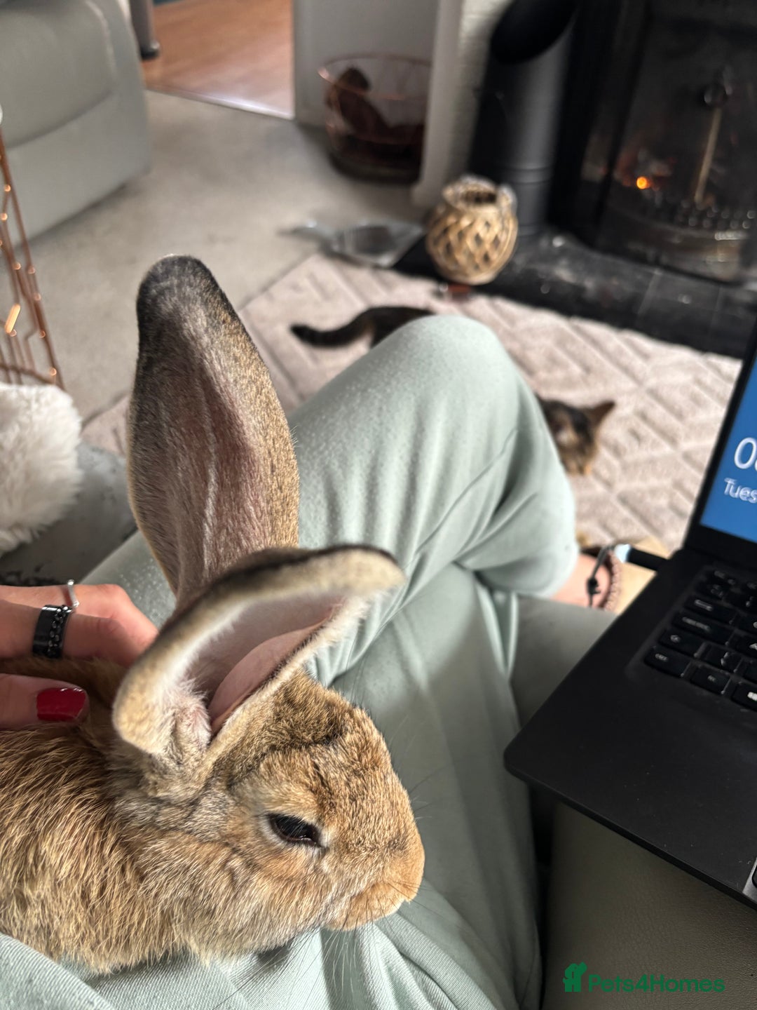 Continental Giant rabbits for sale: 7 beautiful Continental Giant - Image 8