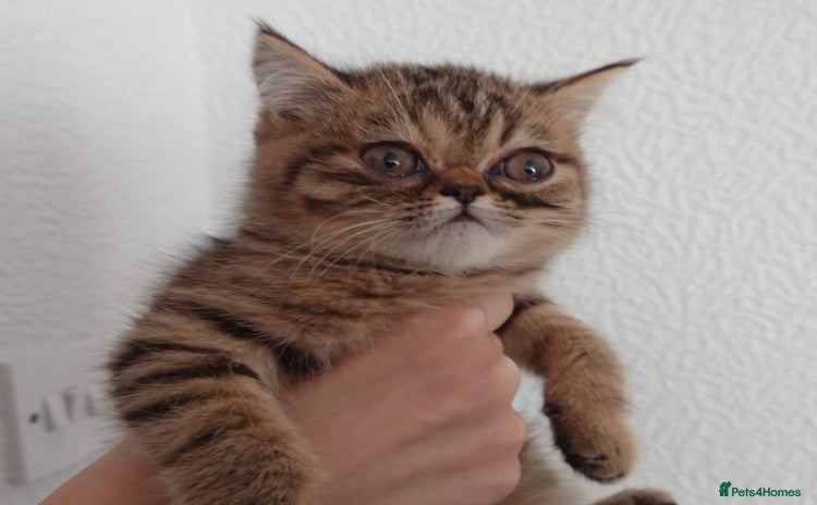 Persian cats - Advert 7