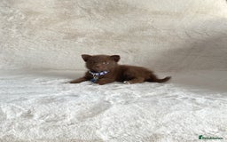 Pomsky dogs for sale: Adorable small f3 Pomsky puppies for sale  - Image 3