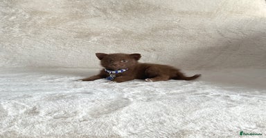 Pomsky dogs - Advert 2