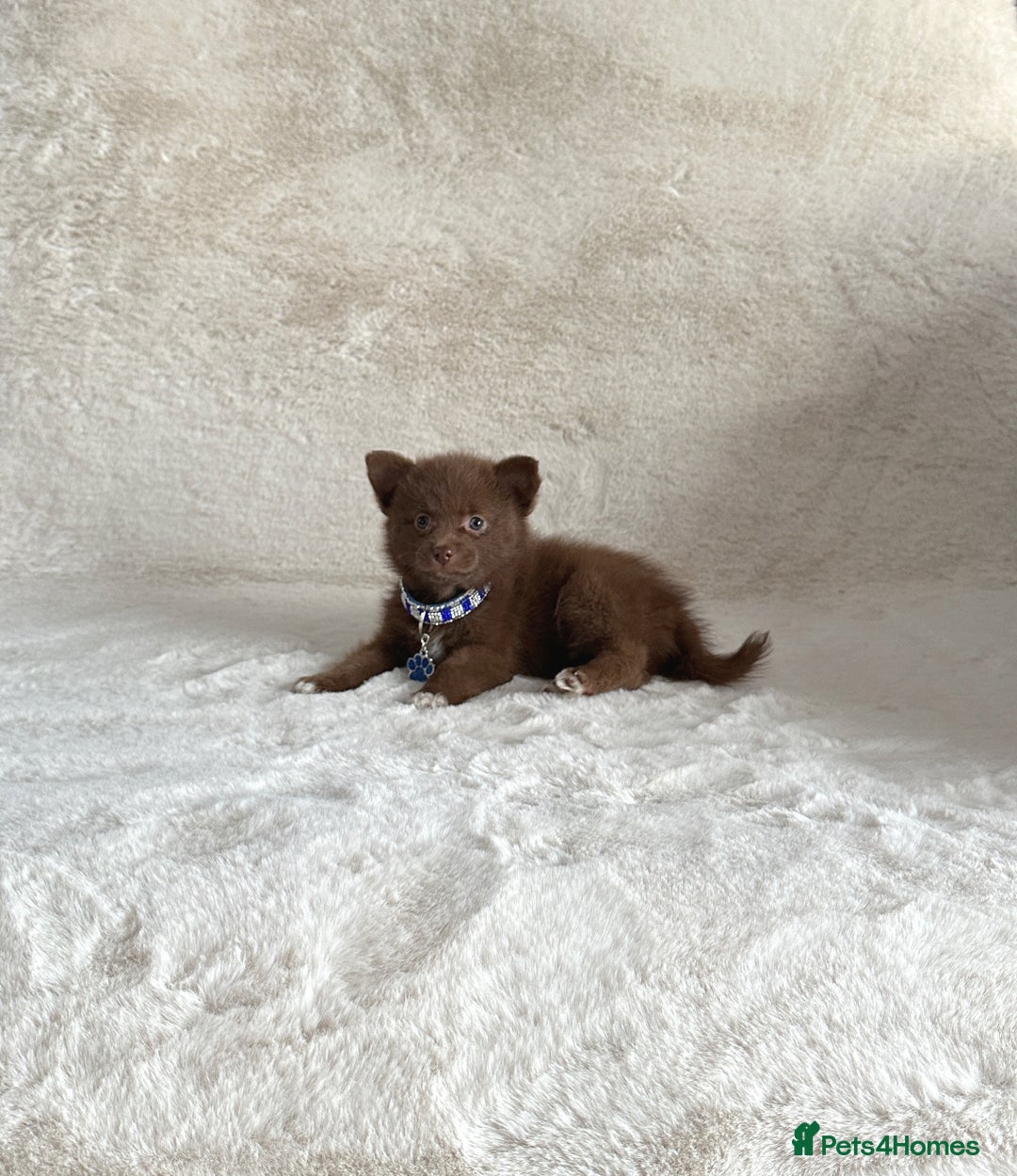 Pomsky dogs for sale: Adorable small f3 Pomsky puppies for sale  - Image 3