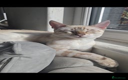 Bengal cats for sale: 🪽 Waiting List Open Snow Bengals 🐆🪽 - Image 4