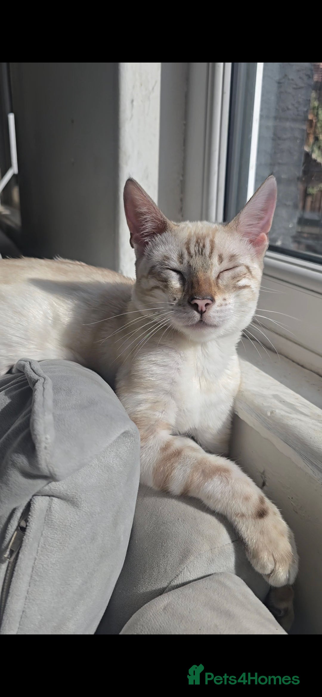 Bengal cats for sale: 🪽 Waiting List Open Snow Bengals 🐆🪽 - Image 4